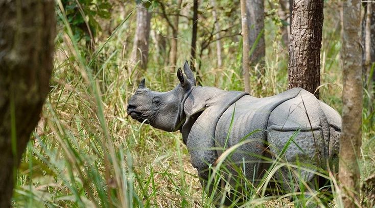 Greater one-horned rhinoceros in Terai forest